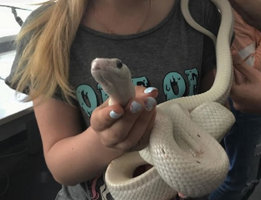 Воронежские школьницы устроили опасную фотосессию со змеями