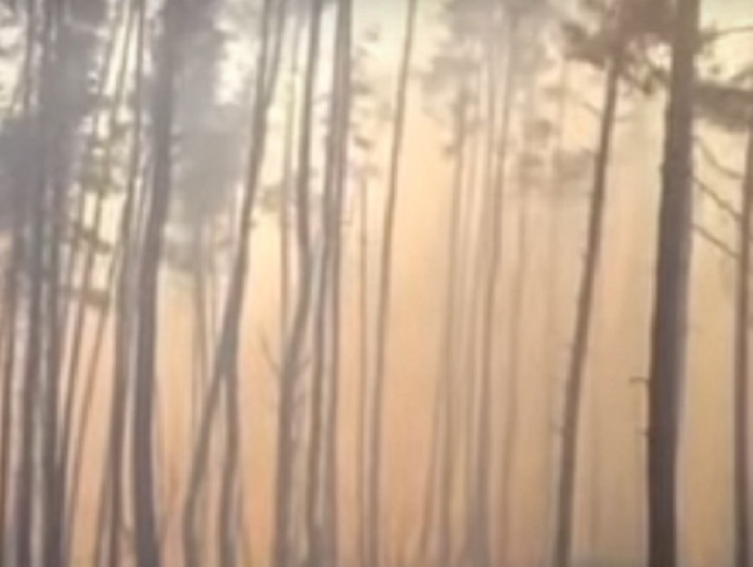 Пожар на площади в полтора гектара под Воронежем попал на видео