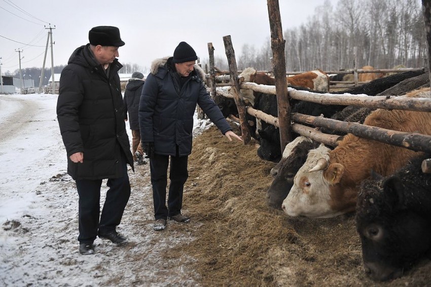 Воронежский губернатор Гордеев познакомился с передовым опытом в мясном скотоводстве