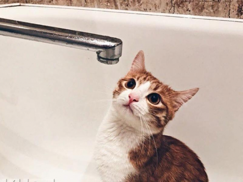 В каких домах Воронежа не будет горячей воды с 15 по 21 июня 2020 года 