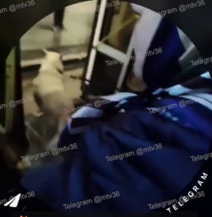 Драка в 90-м автобусе с участием собаки попала на видео в Воронеже