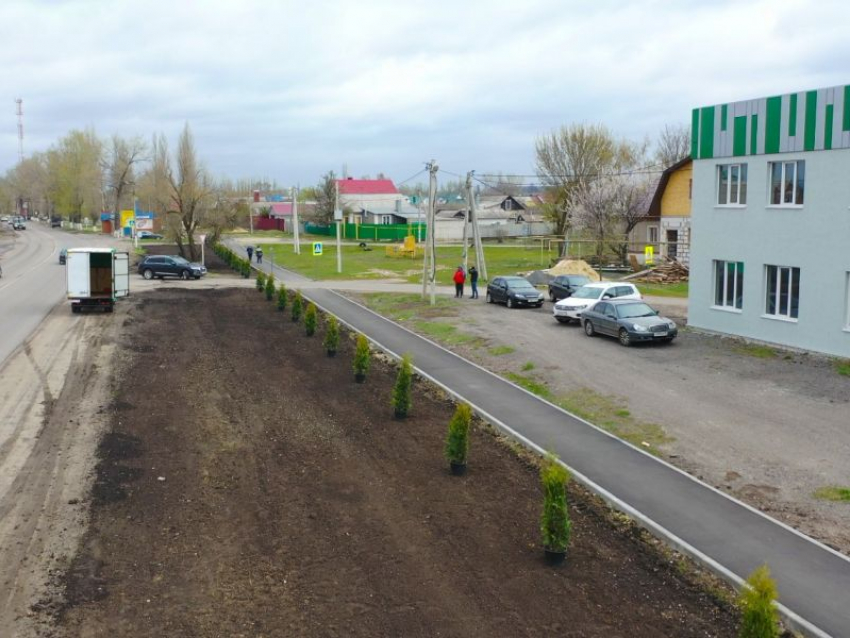 Под Воронежем высадили хвойную аллею для защиты пешеходов от пыли
