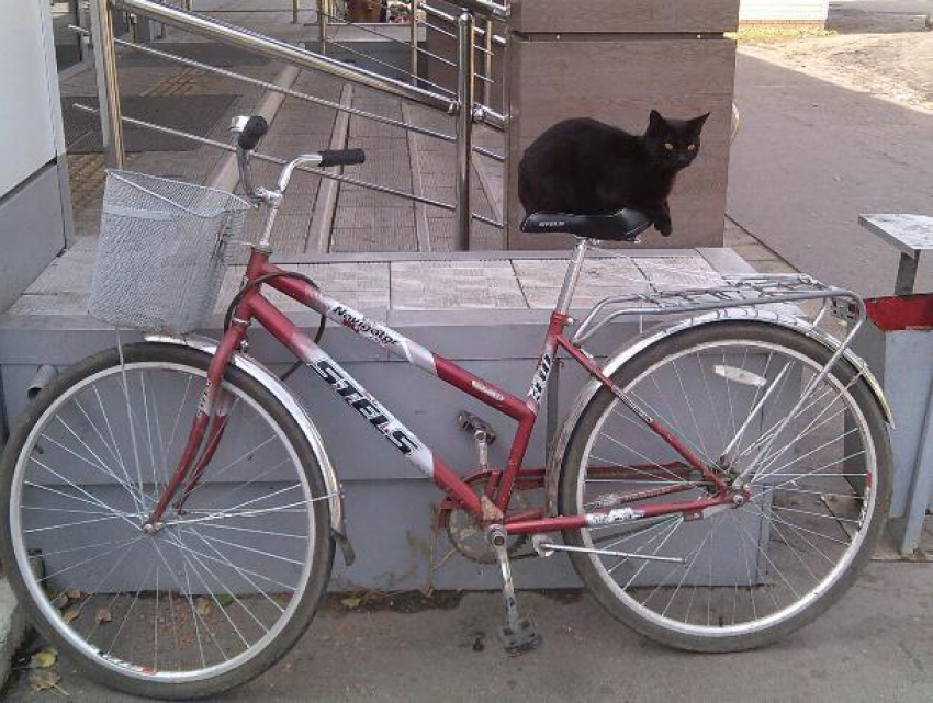 Черный кот-велосипедист попал на фото в Воронежской области