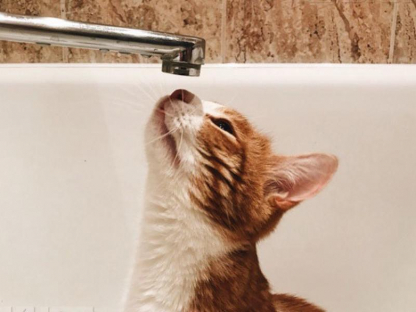  Советский район Воронежа внезапно остался без горячей и холодной воды 