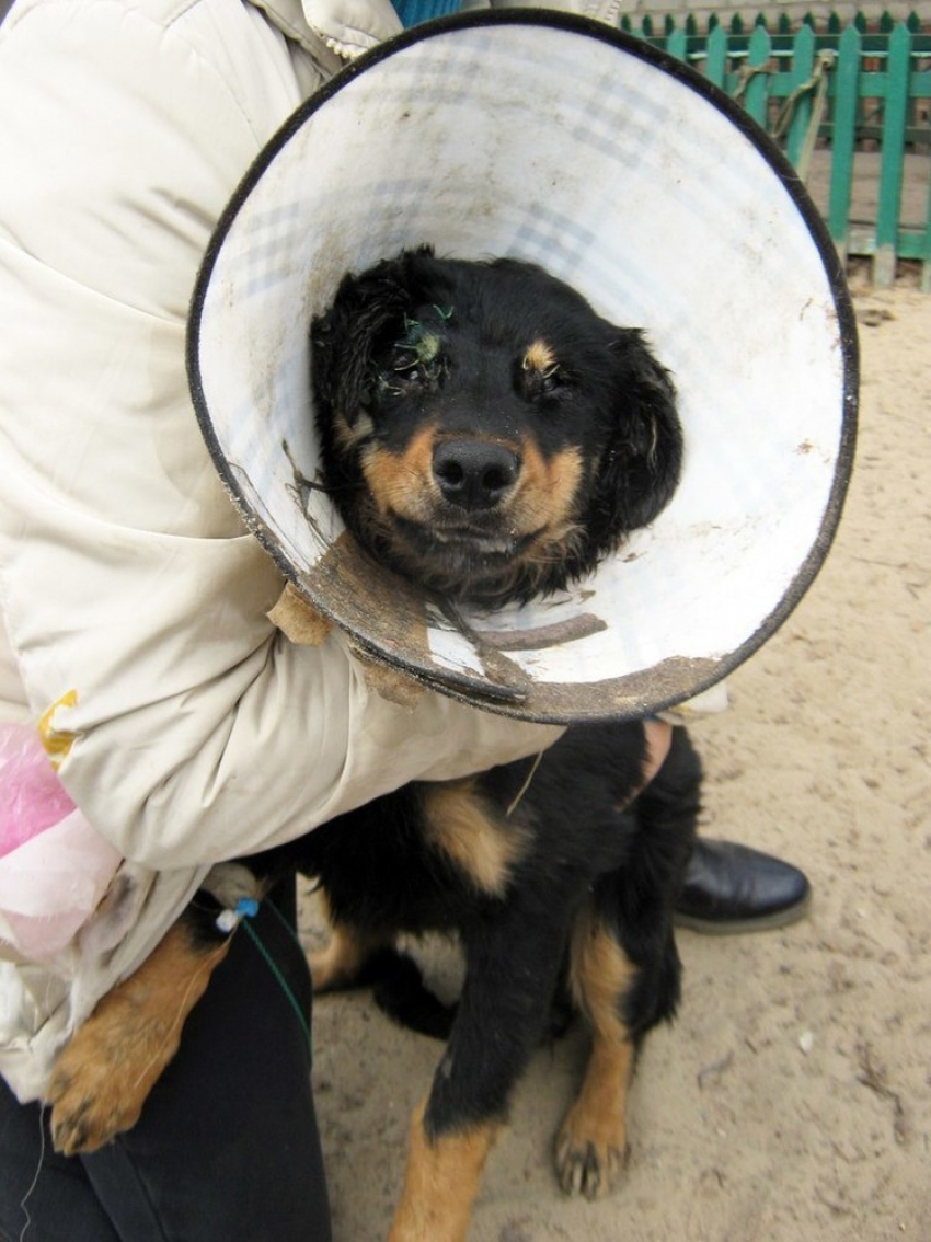В Воронеже спасенному щенку Дружку ищут семью 