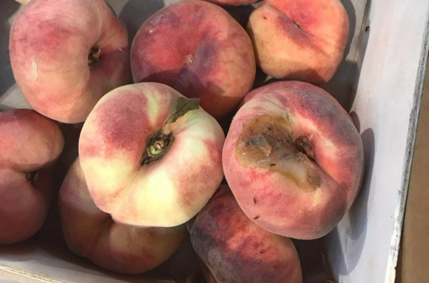 Гнилые персики со стаей мошек в воронежском супермаркете разгневали горожан