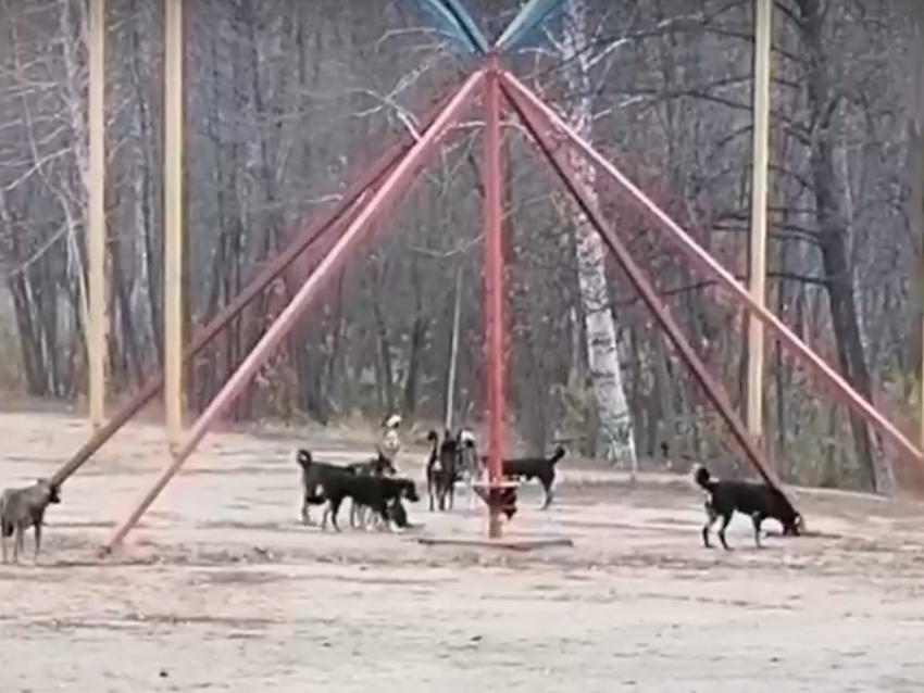 «Недружелюбную» стаю собак сняли на видео в воронежском парке 