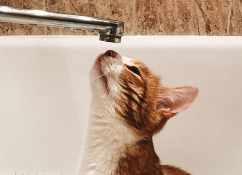 Воронежская сирота борется за квартиру с помощью Бастрыкина