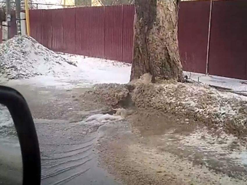 Древесный гейзер на Украинской улице переполошил воронежцев