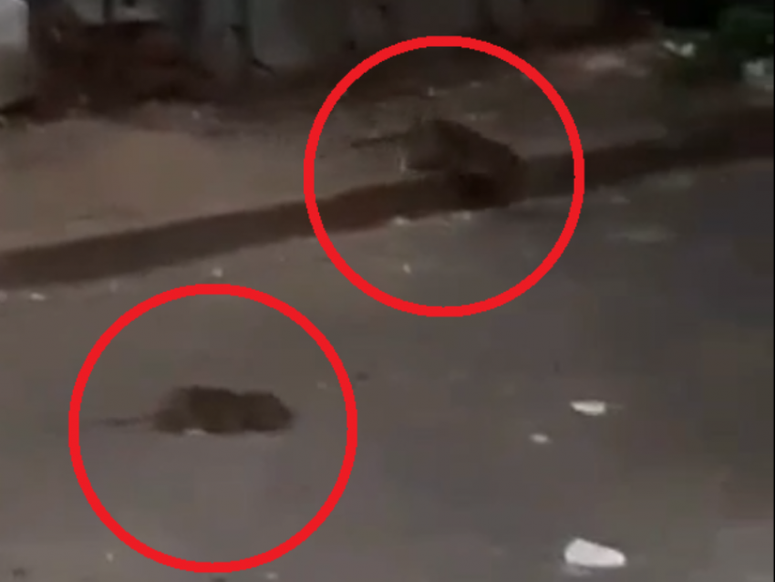Десятки прыгающих крыс заполонили улицу в центре Воронежа