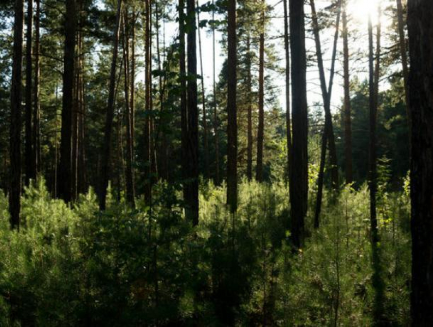Пропавшую воронежскую пенсионерку нашли в лесу
