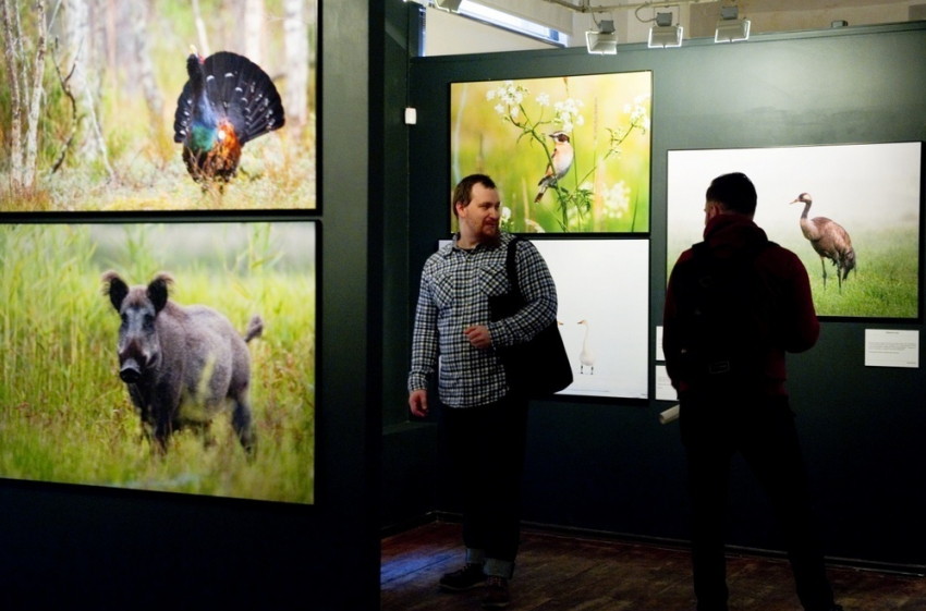 Воронежцев пригласили на выставку уникальных фотографий дикой природы