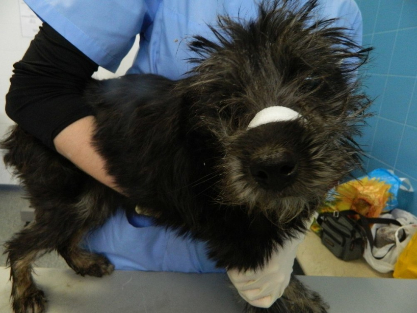 В Воронеже зоозащитники спасли собаку с отрезанными ушами и хвостом