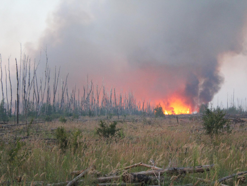110 гектаров леса сгорело за сутки в Воронежской области