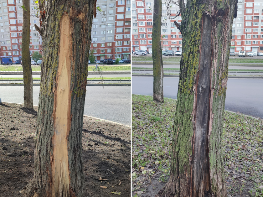 Повредили и оставили гнить: как деревья заменяли на траву на улице 60 Армии