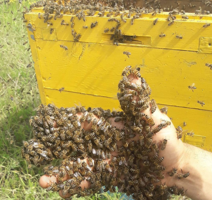 Экстремальное фото пасечника с пчелами в Воронеже привело в ужас пользователей Сети 