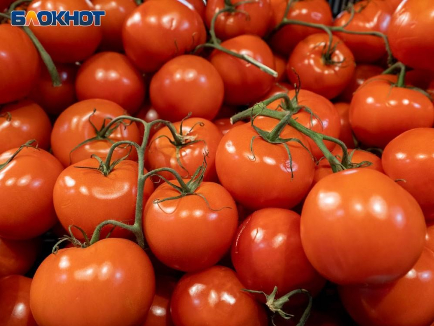 Почему томатные пасынки отнимают урожай