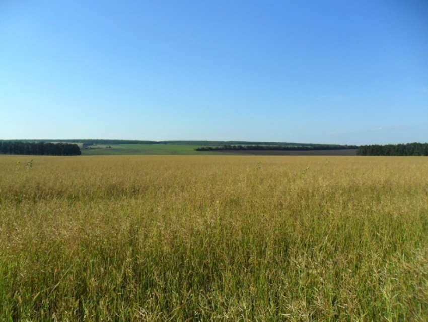 В Воронежской области фермеры не заботились о плодородии почвы