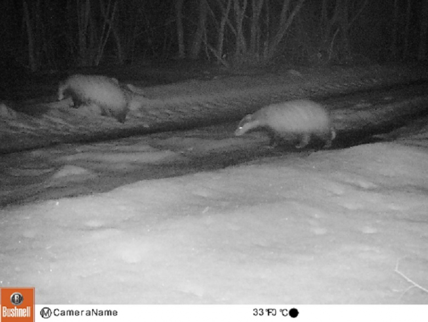 Опубликовано фото вышедших из спячки барсуков в воронежском заповеднике