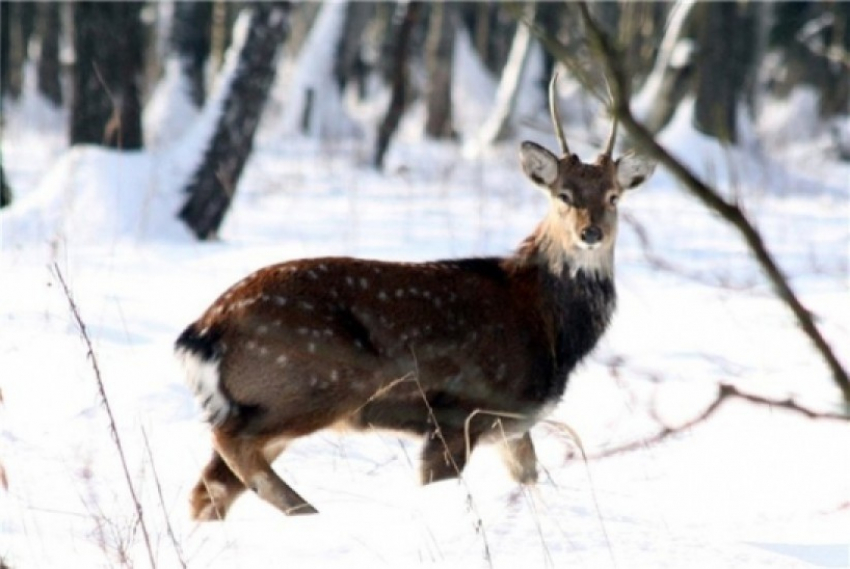 В Воронежскую область завезли пятнистых оленей для развлечения чиновников и депутатов?