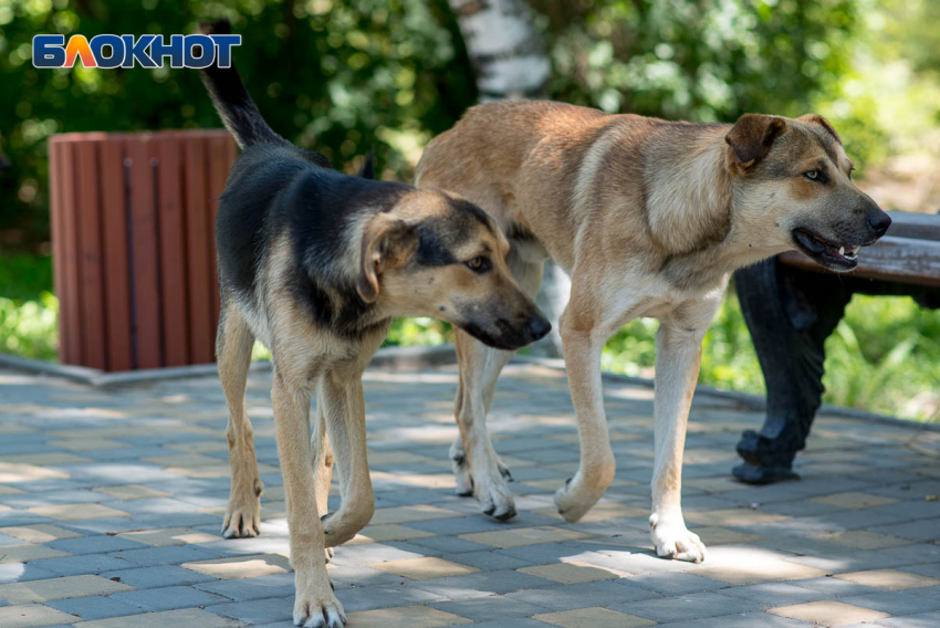 Информацию о нападении собак на женщину в Воронеже проверит СК