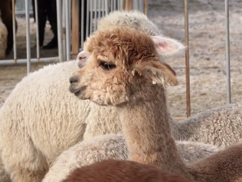 250 пушистых гостей из Чили месяц просидели на карантине в Воронежской области