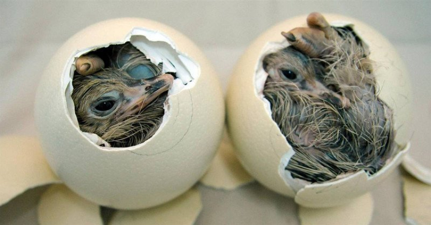 Воронежская ферма страусов продается за 1 миллион долларов