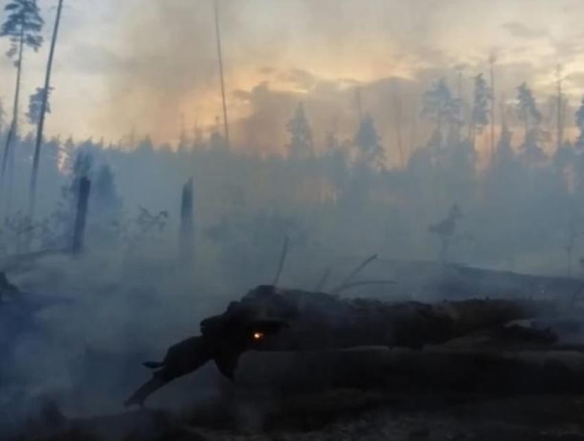 Полицейские назвали причину крупного лесного пожара в Воронежском заповеднике