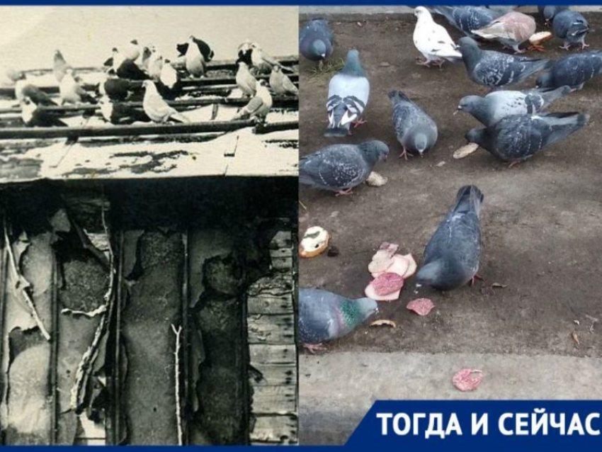 Куда подевались знаменитые воронежские голубятни