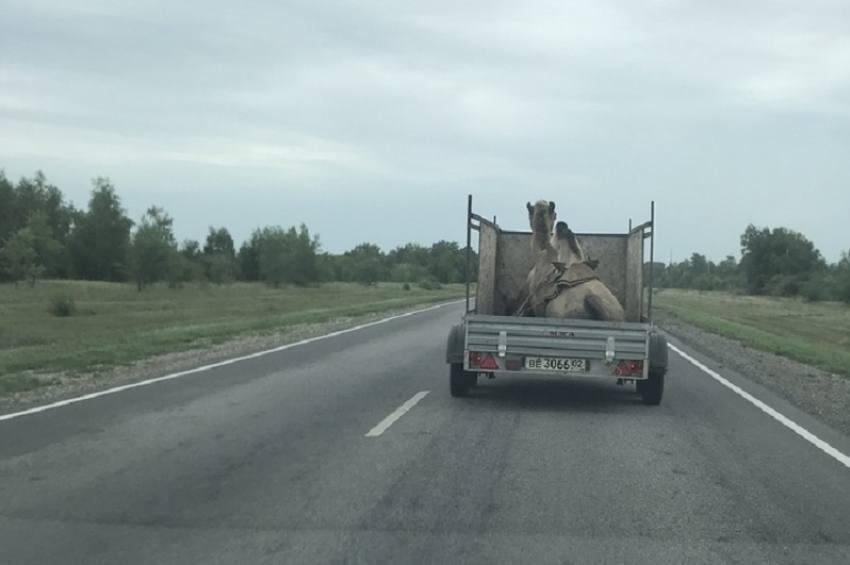 Перевозку верблюда в обычном открытом прицепе сняли на воронежской трассе