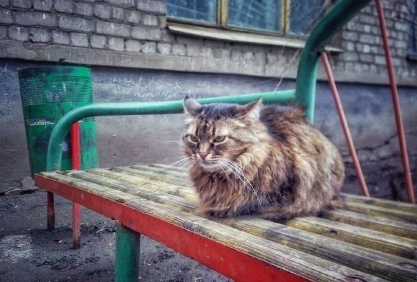Злой кот из Воронежа стал любимцем пользователей соцсетей 