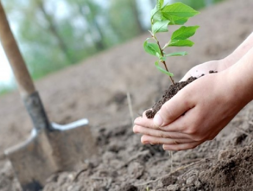 Миллион новых деревьев появится в Воронеже и области