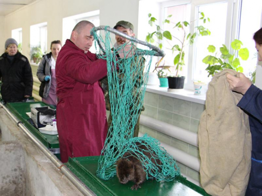 Как проходит забор крови у бобров, показал воронежский заповедник