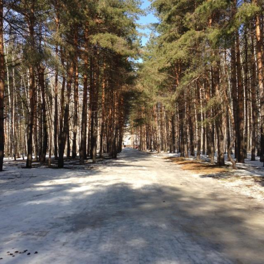 Воронежские сосны приглянулись москвичам