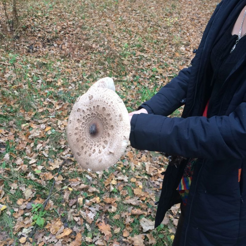 Пожилая воронежская пара скончалась от отравления грибами