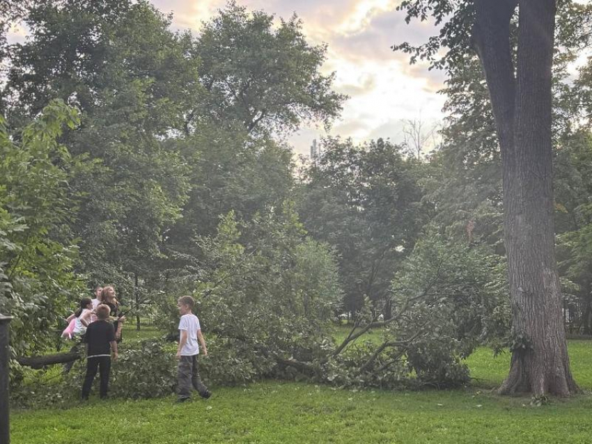 Огромная ветка дерева едва не свалилась на голову детям в Воронеже 