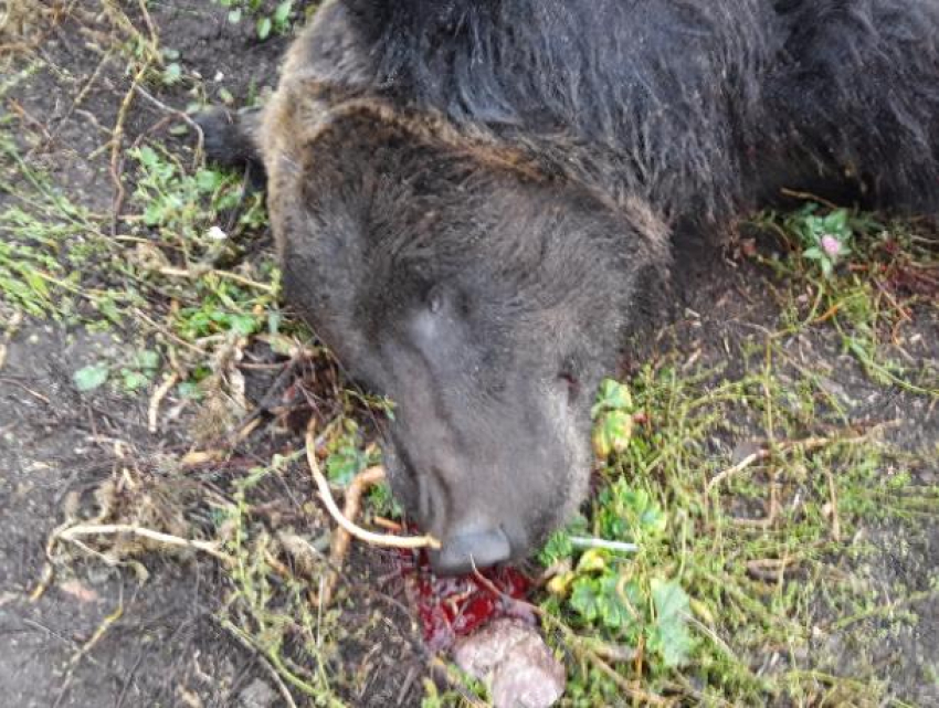 Ветерана, которого убил сбежавший медведь, похоронили под Воронежем