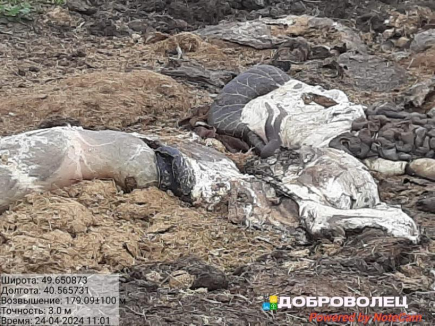 Жуткие кадры с тушами животных показали в Воронежской области 