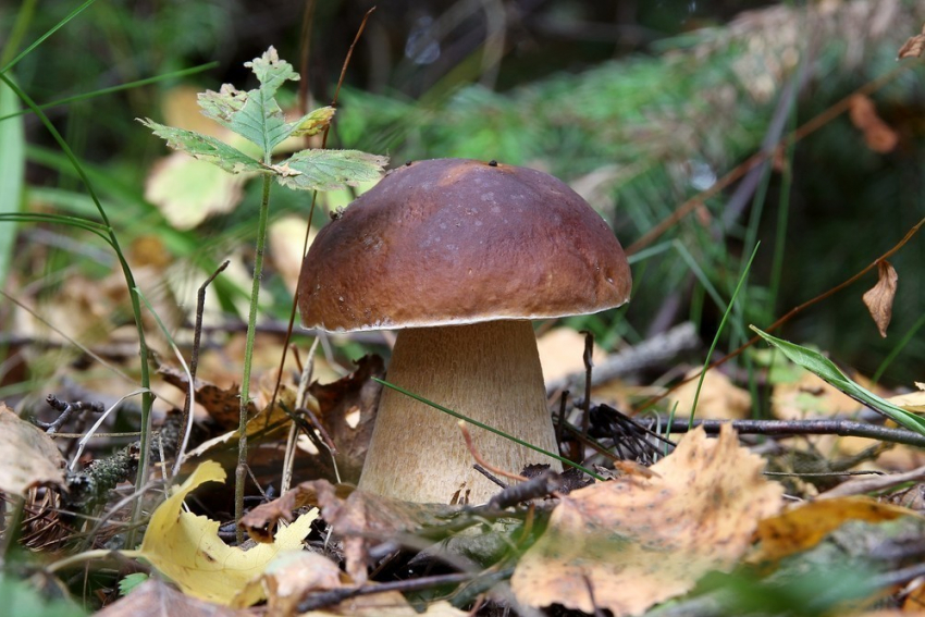 Ребенок и трое взрослых отравились грибами в Воронежской области