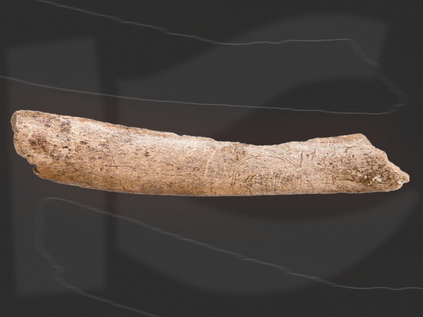 Ребро мамонта с рисунком нашли в Воронежской области