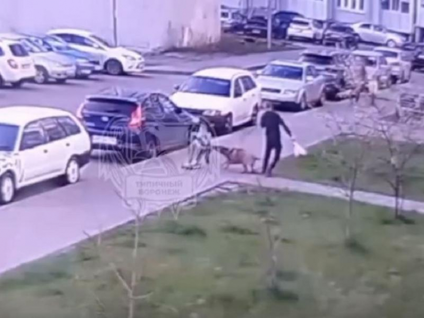 Нападение собаки на катающегося на самокате мальчика попало на видео в Воронеже