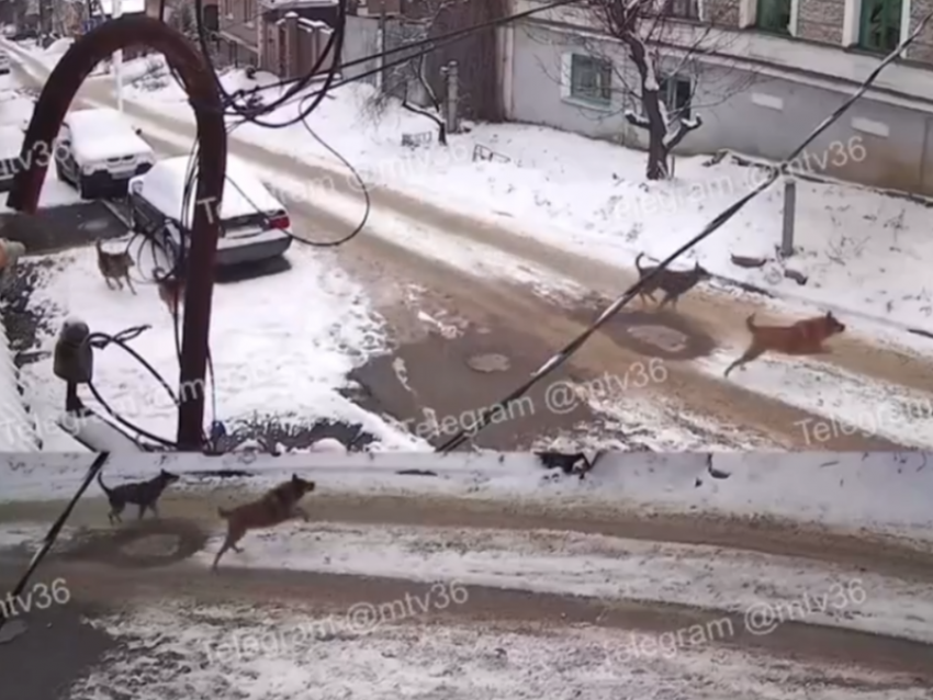 В мэрии сообщили о мерах после нападения собак на ребенка в Воронеже