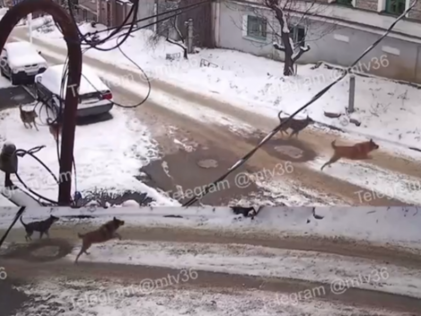 Агрессивное нападение стаи собак вылилось в уголовное дело с интересом в Москве 