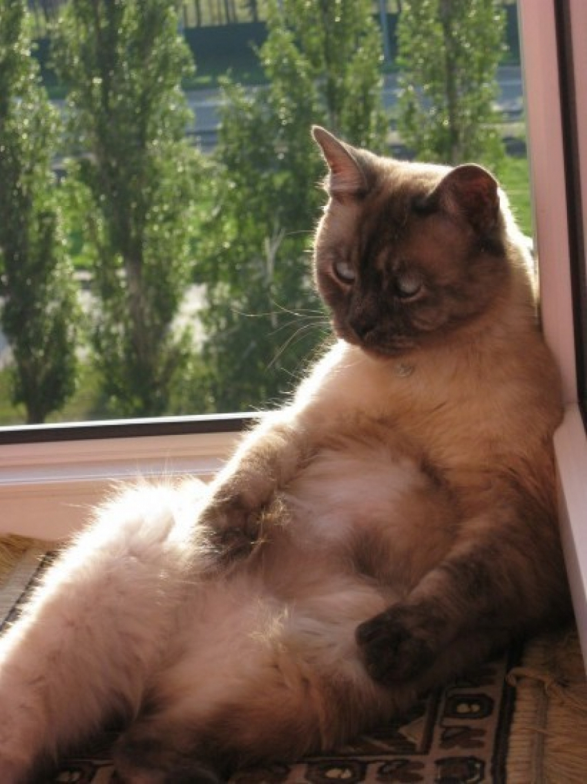 Семнадцатый участник конкурса Я и мой любимец Оксана Духанина и ее кот Маркиз (ФОТО-ИСТОРИЯ)