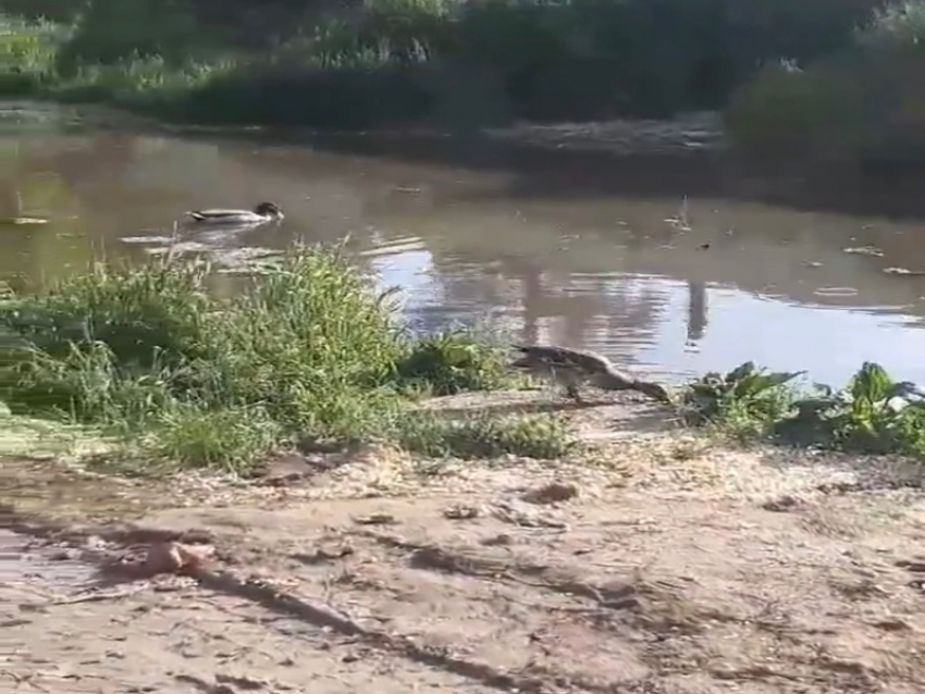 Эко-система на месте прорыва воды развернулась в Воронеже 