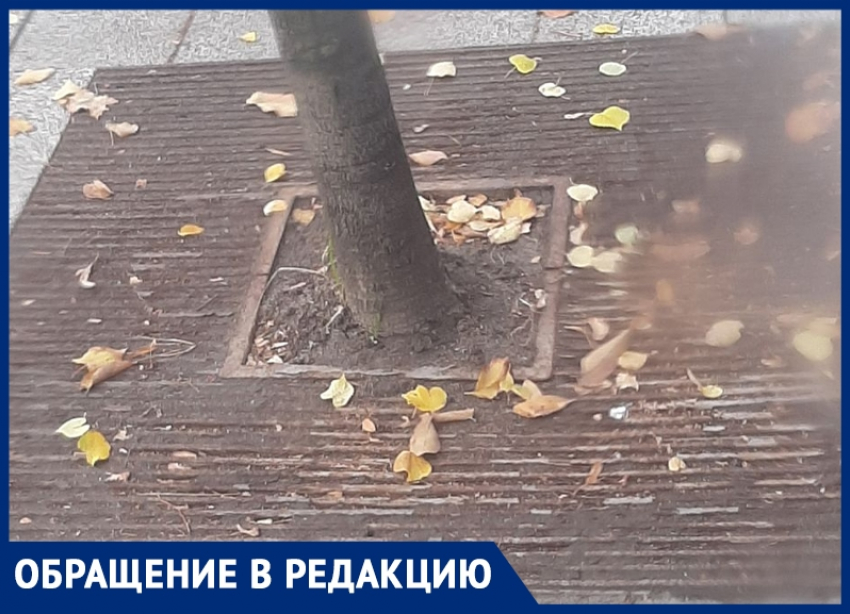 “Примите меры, они гибнут”: чиновникам показали состояние деревьев в центре Воронежа