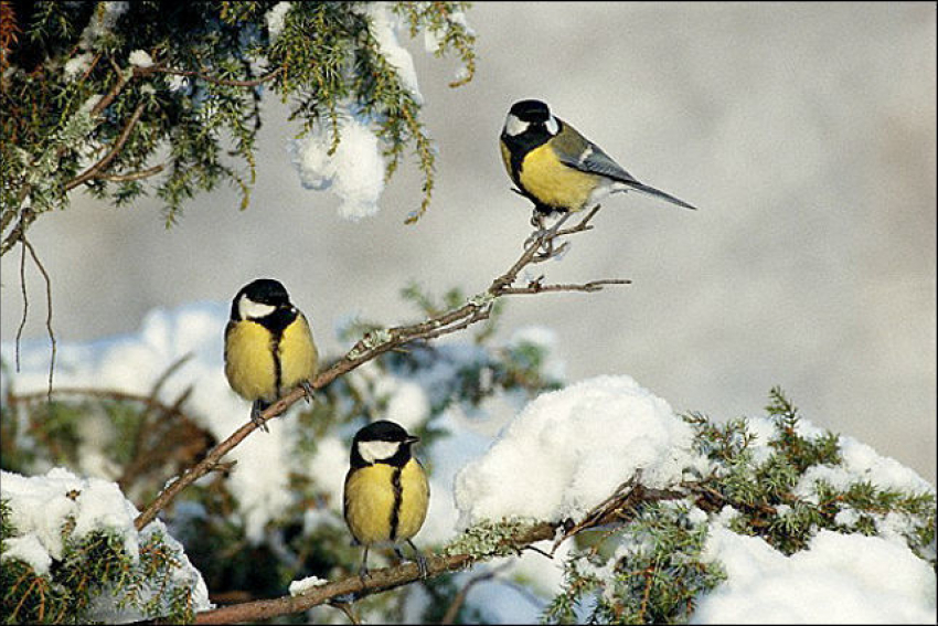 Лесные птицы зимой (36 фото) - красивые фото и картинки sauna-ernesto.ru