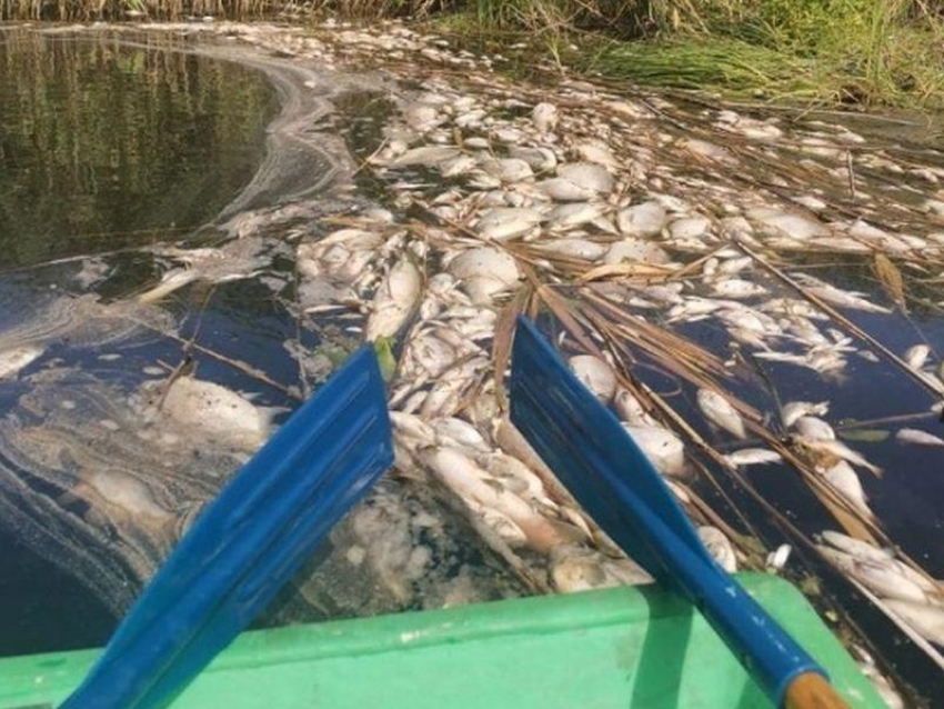 Озвучена предварительная причина массовой гибели рыбы на воронежской реке Токай