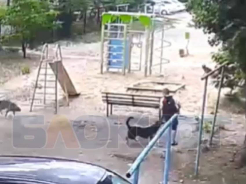  Уголовное дело возбудили после нападения собак на школьника в Воронеже