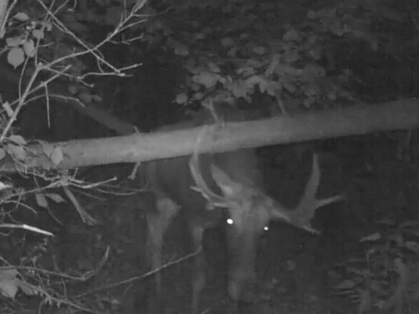 Заповедные акробаты: как животные Воронежского леса справились с упавшим деревом